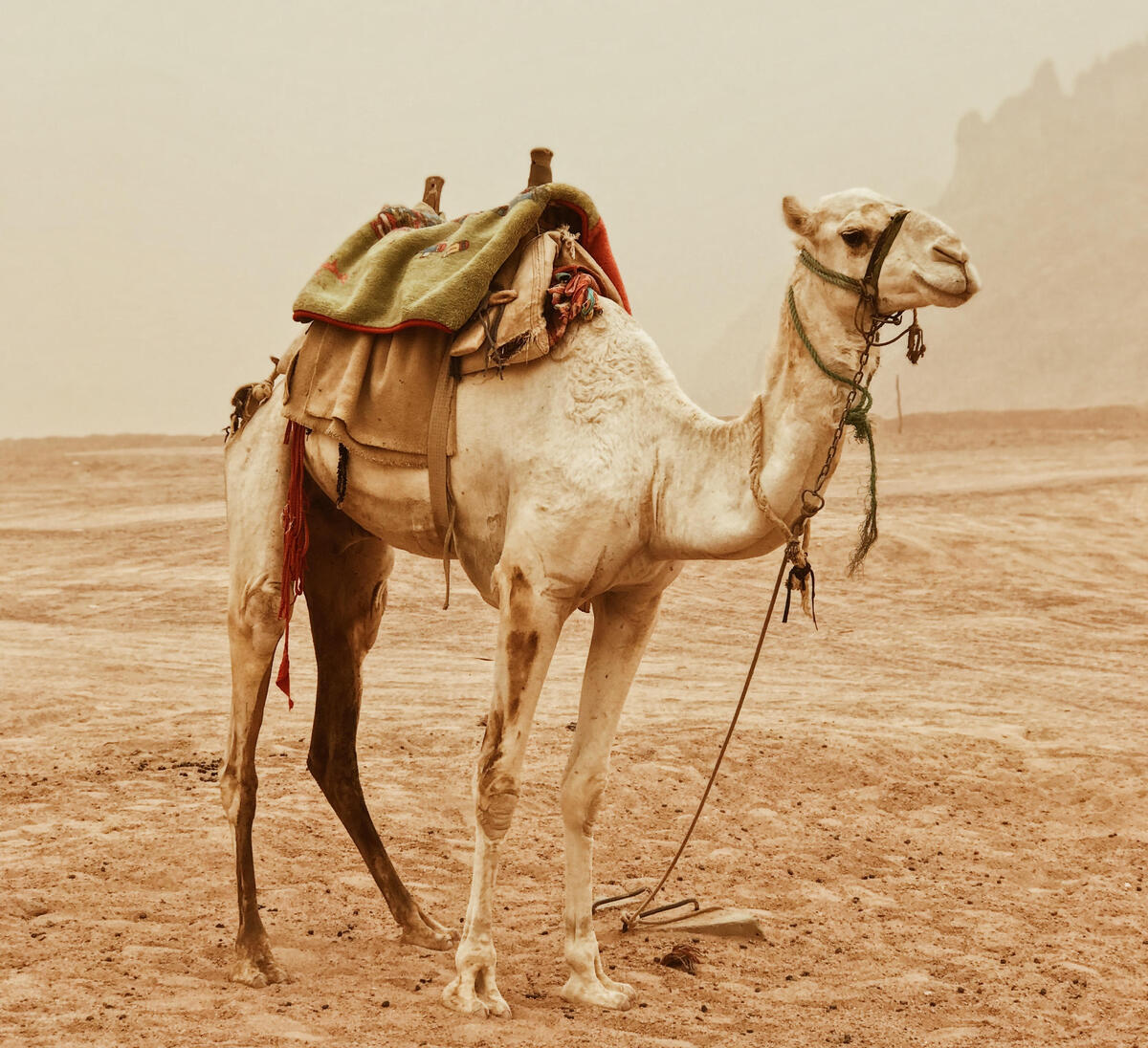 Camel, from Yana Yuzvenko on Unsplash